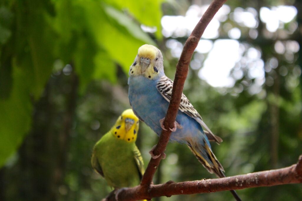 Wildlife Park Langkawi